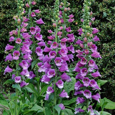 Digitalis 'Dalmatian Purple' - náprstník | SlovenskeTrvalky.sk