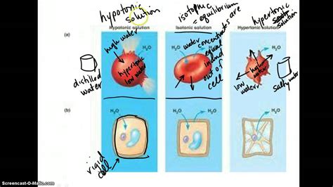 osmosis between plant and animal cells - YouTube