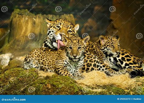 Jaguar Cubs stock photo. Image of jungle, closeup, forest - 29253272