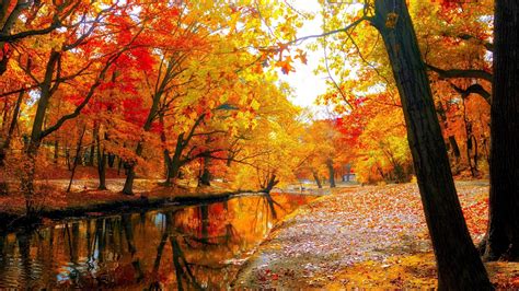 Fall Trees Wallpapers - Top Free Fall Trees Backgrounds - WallpaperAccess