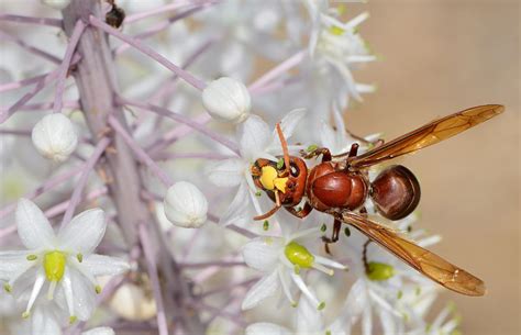 Oriental hornet - Wikipedia