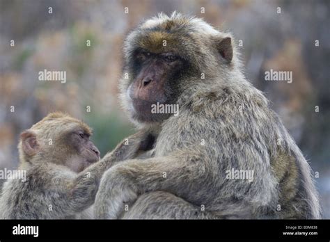 Barbary Ape Gibraltar Stock Photo - Alamy