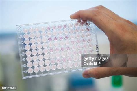 90 Human Leukocyte Antigen Stock Photos, High-Res Pictures, and Images ...