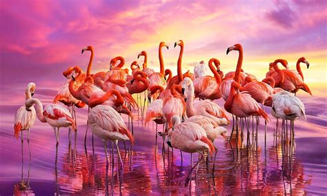 Flamingo Dance, pink, dancing water, Colorful, Flamingos, Birds, HD ...