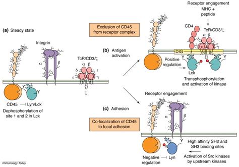 Positive and negative regulation of Src-family membrane kinases by CD45 ...