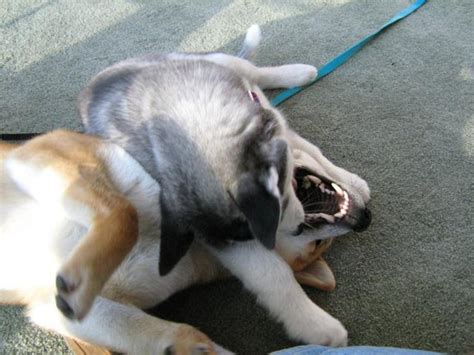 How to Stop Dog Aggression Toward Other Dogs - PetHelpful