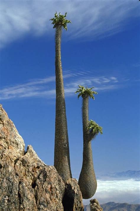 "Elephant Trunk" plant (Pachypodium namaquanum) - photo from ...