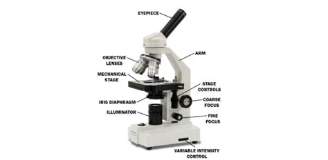 Parts Of A Compound Light Microscope Worksheet