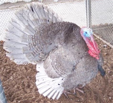 Blue Slate Turkey Poults for Sale