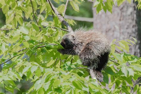 Porcupines