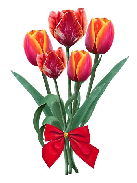 Free bouquet of red tulips, flowers drawn illustration 14401574 PNG with Transparent Background