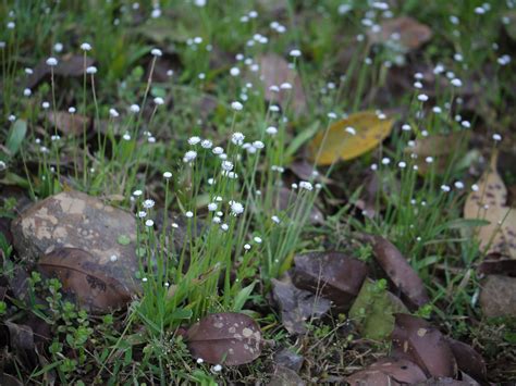 Mysore Gend (Marathi: मैसूर गेंद) | Eriocaulaceae (pipewort … | Flickr