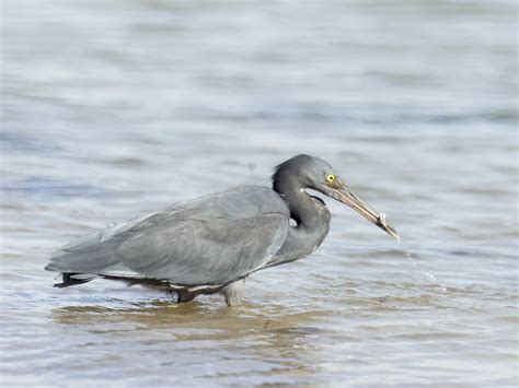 Eastern Reef Egret | Pauline Arnold | Flickr