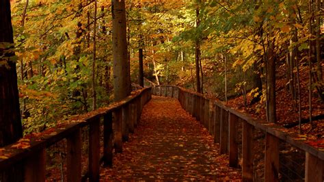 Wood Bridge Forest in Fall Wallpaper, HD Nature 4K Wallpapers, Images and Background ...