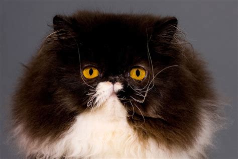 11 Terrific Tuxedo Cat Breeds: Is What they Say True? I The Discerning Cat
