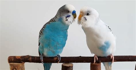 The Avian Advantage: Benefits of Owning Pet Birds Based on Science - The Worlds Rarest Birds