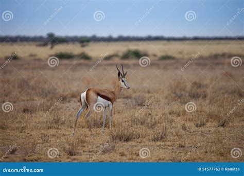 Springbok antelope stock image. Image of southern, safari - 51577763