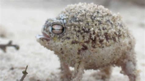 Worlds Cutest Frog - Desert Rain Frog - YouTube