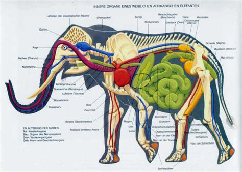 Anatomy of the elephants – Upali.ch