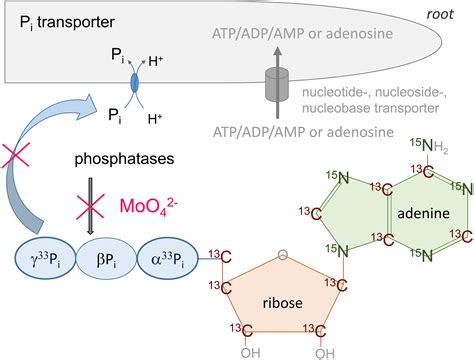 Frontiers | ATP as Phosphorus and Nitrogen Source for Nutrient Uptake ...