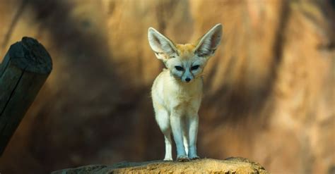 Fennec Fox Animal Facts | Vulpes zerda - A-Z Animals