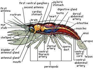 Crayfish - Comparative Anatomy