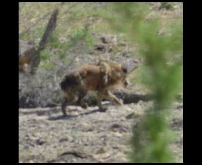 Is Utah's Skinwalker Ranch Is Home to a Supernatural Dire Wolf | Dire wolf, Weird creatures ...