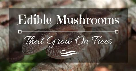 edible-mushrooms-that-grow-on-trees - Grow Your Way - www.TinyPlantation.com