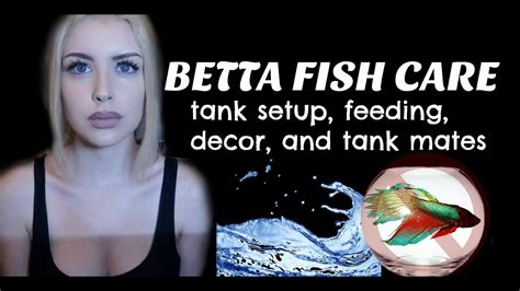 LET’S TALK ABOUT BETTA FISH (Care Guide) – HousePetsCare.com