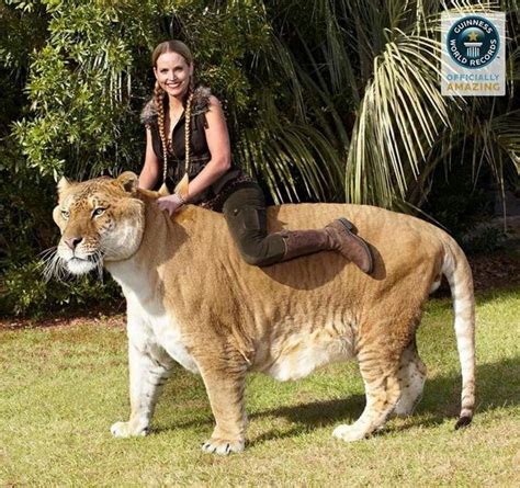 Liger Hercules | The Biggest Cat in the World | Reckon Talk