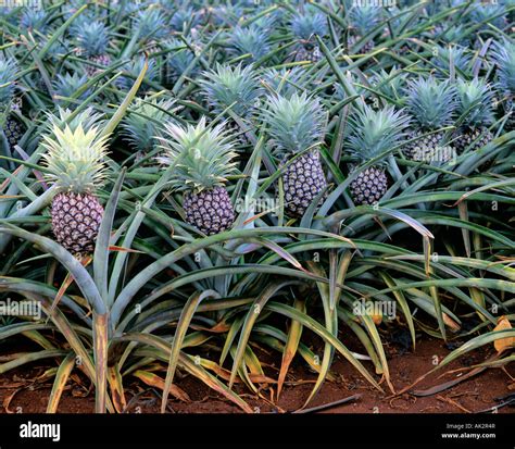 Pineapple plantation Stock Photo - Alamy