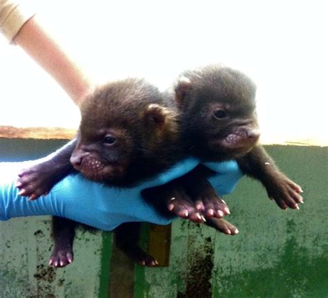 Four Bush Dogs Pups Born at Kolmården - ZooBorns