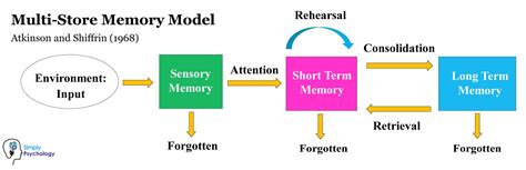 Why Is Working Memory Important For Language Comprehension – Dena's Blog