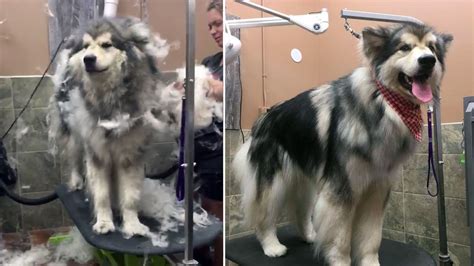 Malamute Gets Power De-shedded and We're Feeling Fresher Just Watching It | The Dog People by ...