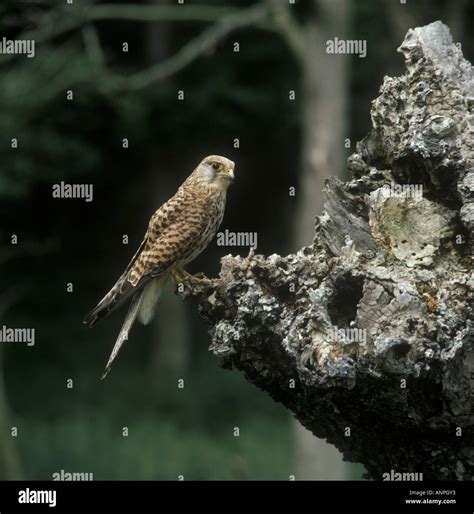 Common Kestrel Falco tinnunculus female near nesting hole Stock Photo ...