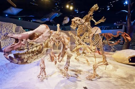 Florida Fossils: Evolution of Life and Land – Exhibits