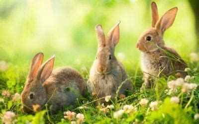 Symbolic Rabbit Meanings and Rabbit Totem on Whats-Your-Sign