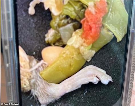 Olive Garden rat soup? Wisconsin man Thomas Howie claims he bit into a ...