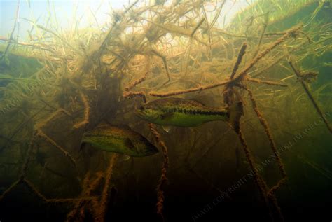 Largemouth Bass Underwater Photography: LARGEMOUTH BASS 3