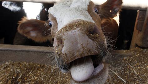 Qué es la enfermedad de la vaca loca que atormenta a Brasil y despierta ...