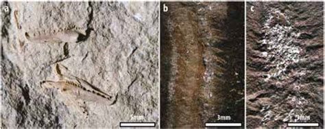 Sylvester-Bradley Report: Fossil polychaetes from the Palaeozoic of ...