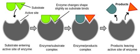 Illustration of the induced fit model of enzyme activity | Enzymes biology, Biology for kids ...