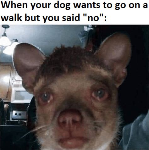 This is one very sad dog : r/memes