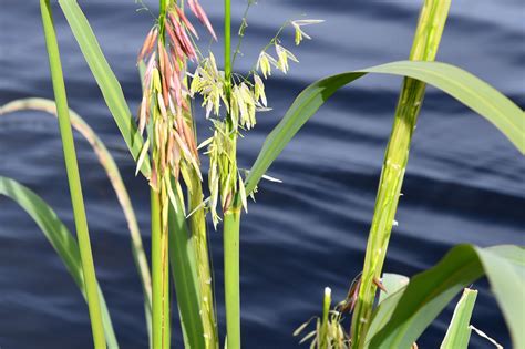 Manoomin (Wild Rice) | Michigan Sea Grant