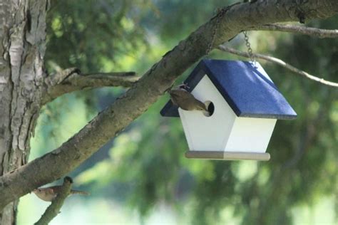 Nesting Habits of Wrens - Timing, Selection and Breeding Behavior