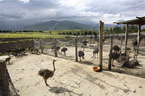 Ostrich farm - Stock Image - E764/0687 - Science Photo Library