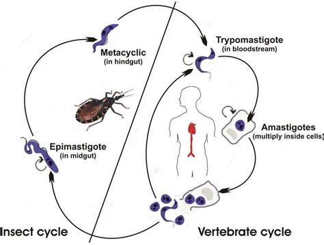 Trypanosoma Species Life Cycle