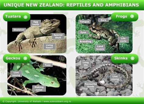 Unique New Zealand: reptiles and amphibians — Science Learning Hub