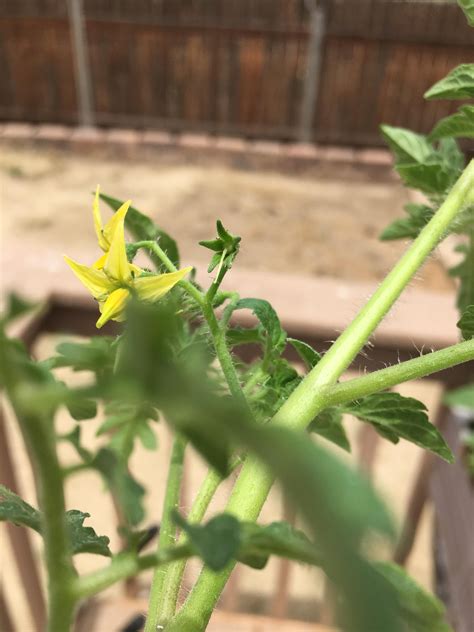 Tomato Plant Baby - Taka Vegetable