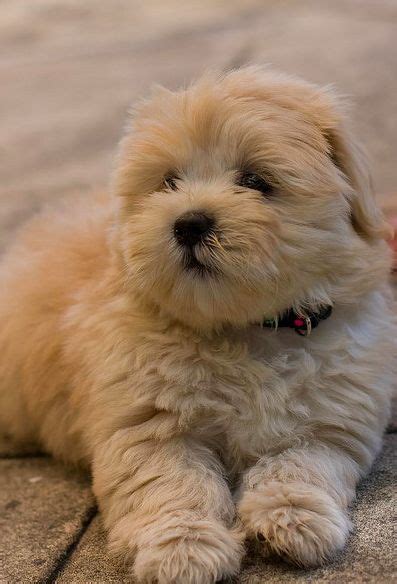 Teddy bear Shih Tzu | Lazy dog breeds, Puppies, Dog breeds